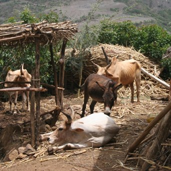 Ethiopia case study