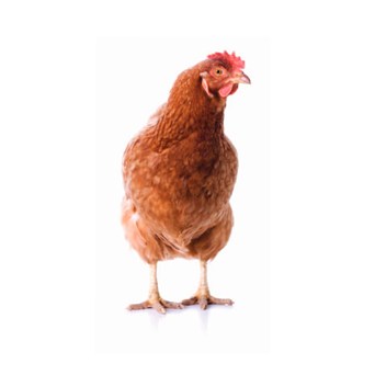 Compendium: The complete guide to laying hens