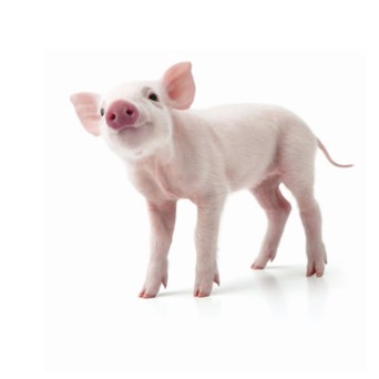 Compendium: the complete guide to pigs