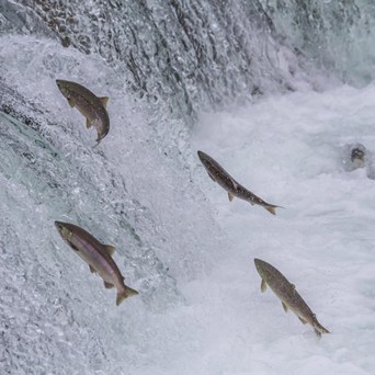 Salmon farming welfare raised at industry event