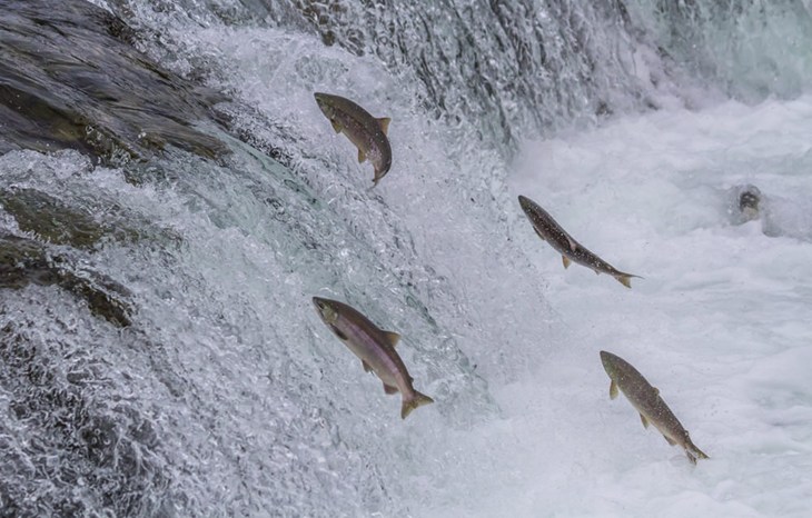 Sockeye salmon jumping up falls