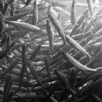 EU breaking own welfare rules