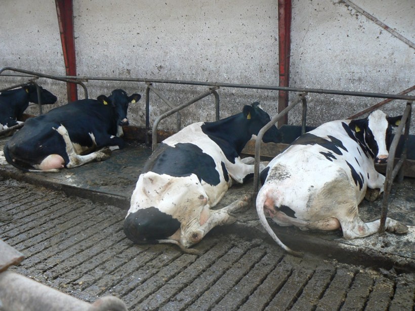 Barren stalls in Denmark