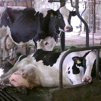 Developing criteria for the application of Directive 98/58 to welfare of dairy cows