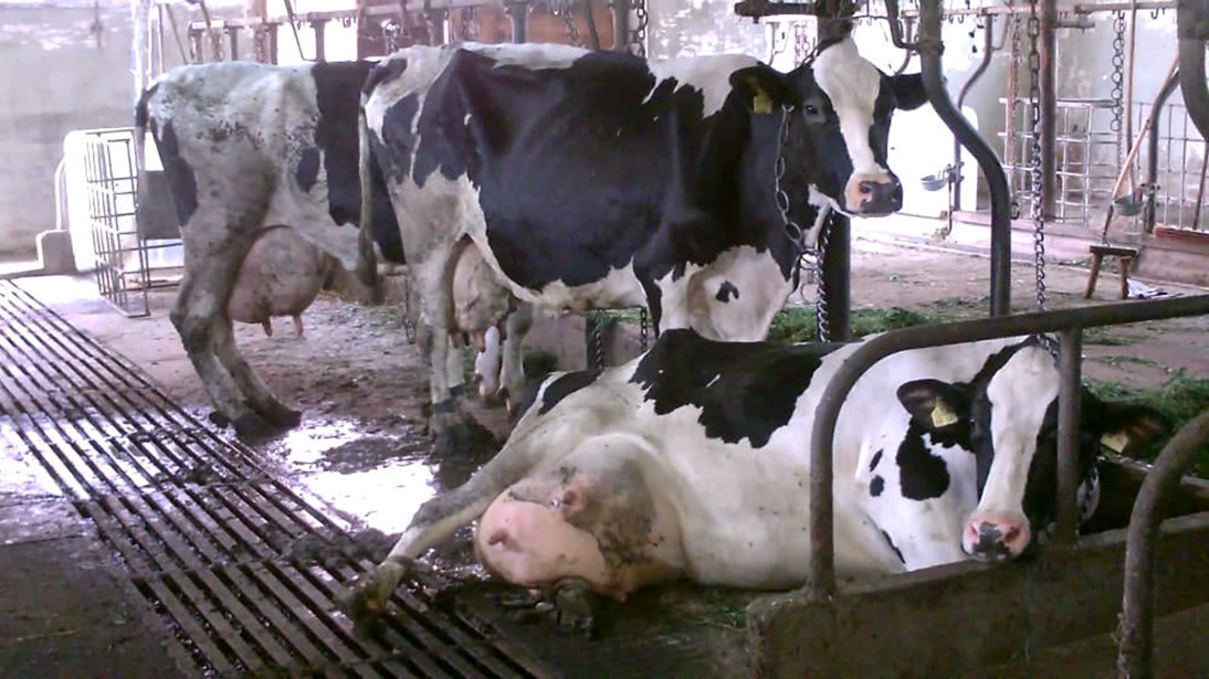 Shackled pregnant cow