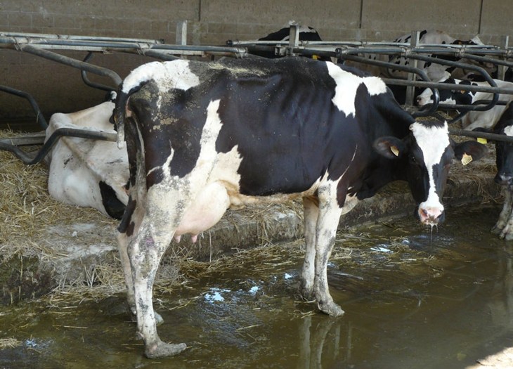 Thin Spanish cow with overgrown hooves