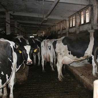 Report on welfare of EU dairy cows