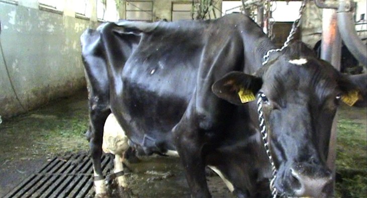 Emaciated cow in tie stall