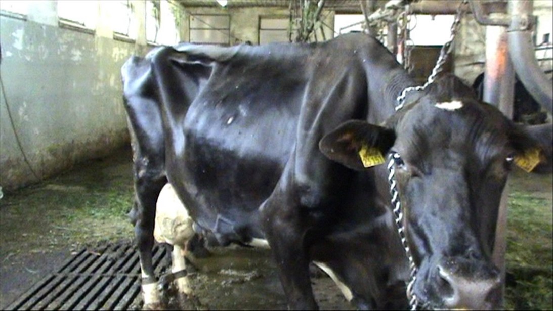 Milk production