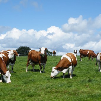 Compassion calls for reform of dairy industry