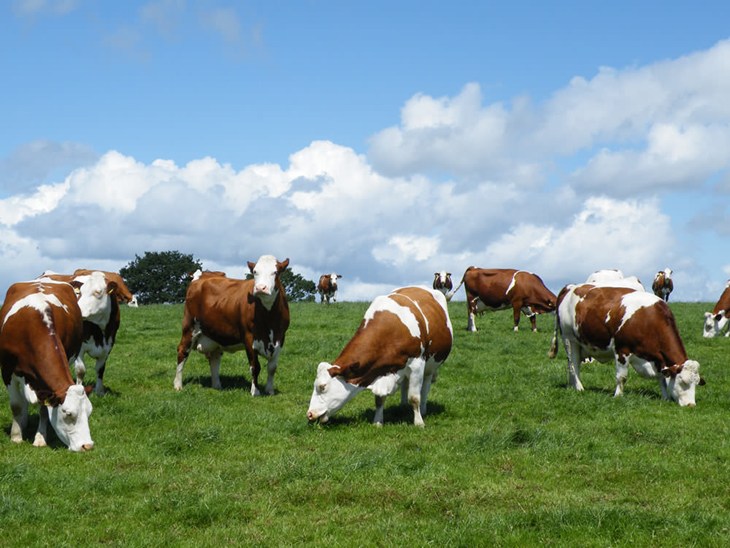 Dairy cows grazing