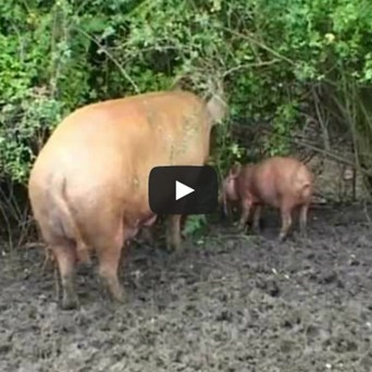 Farm Animals & Us 2