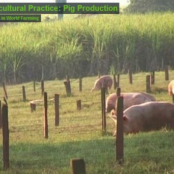 GAP Pigs film