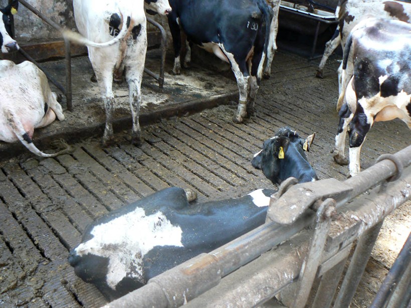 Overcrowded sheds