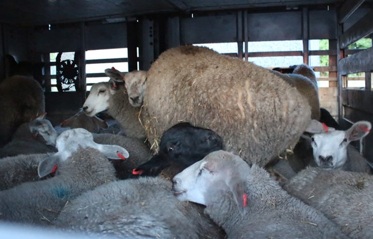 Crowded transport - sheep