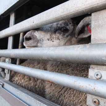Live exports from Ipswich suspended