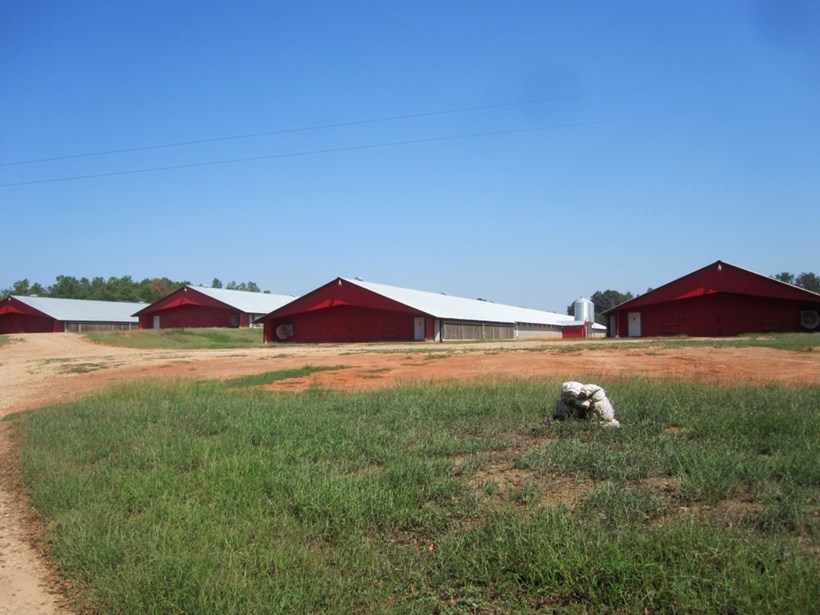 Chicken sheds