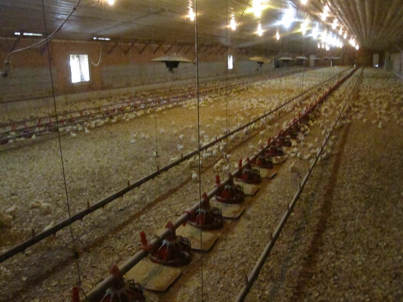 Chicks in the shed