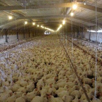 Broiler investigations