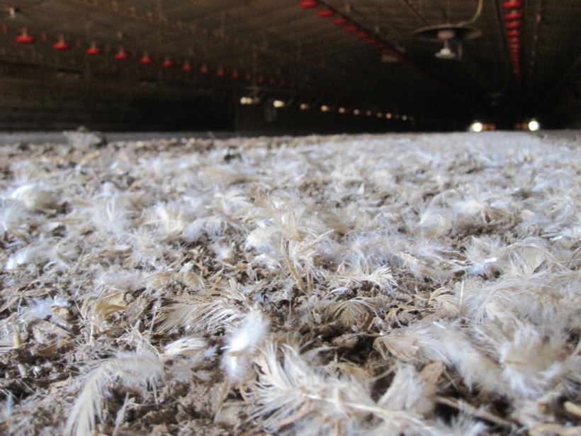 Feathers left