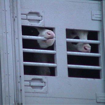 UK Government Contests Case to Ban Live Exports