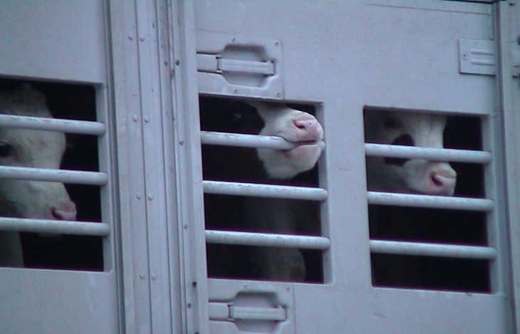 Young calves being transported