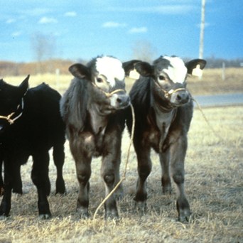Cloned animals confusion
