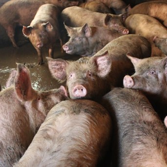 Compassion campaigns for honest food labelling