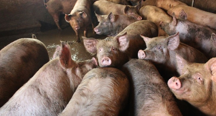 Fattening Pigs In Barren Dirty System