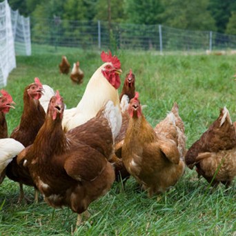 Sainsbury’s backtracks on chicken welfare