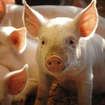 PowerPoint: GAP Pigs