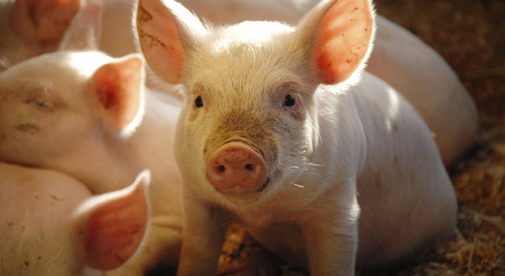 piglets in sunlight