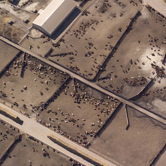 Human food production at risk, warns the FAO