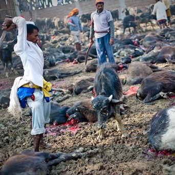 Compassion opposes animal sacrifice festival