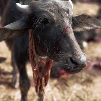 Nepal responds to international pressure