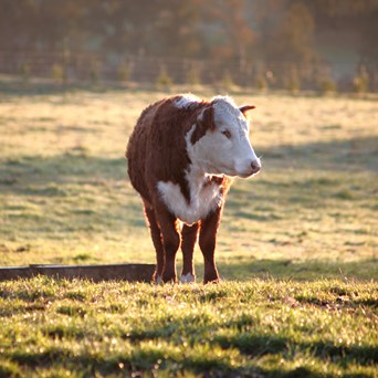 Pre-slaughter stunning ‘decreases’