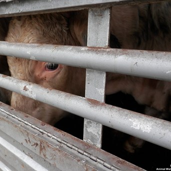 Stranded EU bulls - new video