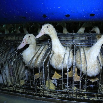 Foie Gras still served in EU Parliament