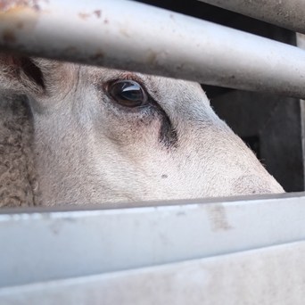 British sheep endure arduous journey to Romania