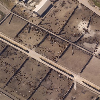 Factory farming: the true cost of cheap meat