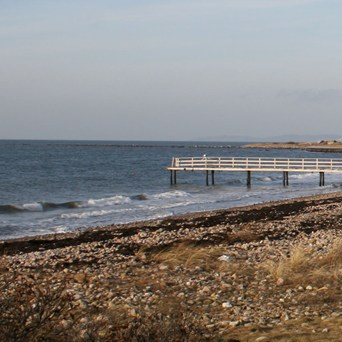 Dead cattle wash up on beach