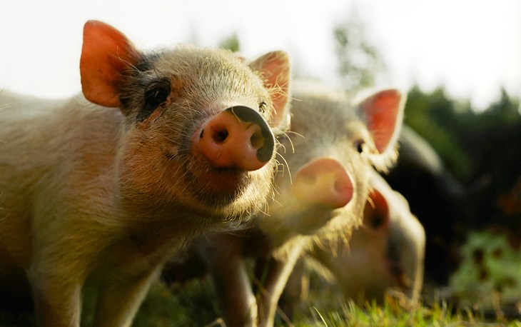 Two happy piglets in a field
