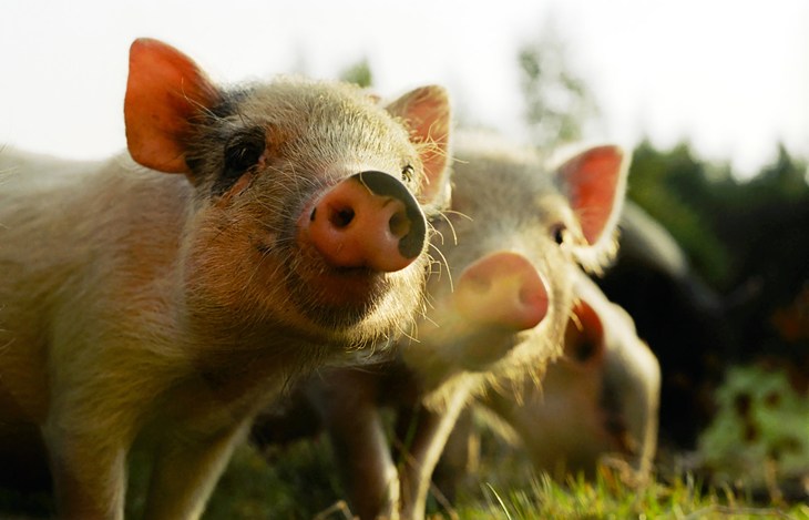 Two happy piglets in a field