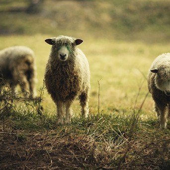 Report questions the need for sheep mutilations