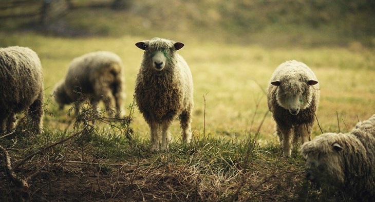 Mid Range Sheep Under Shelter In Field