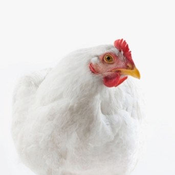 Compendium: The complete guide to broiler chickens