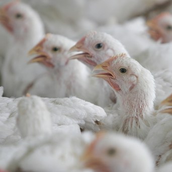 Bird flu: The wild goose chase