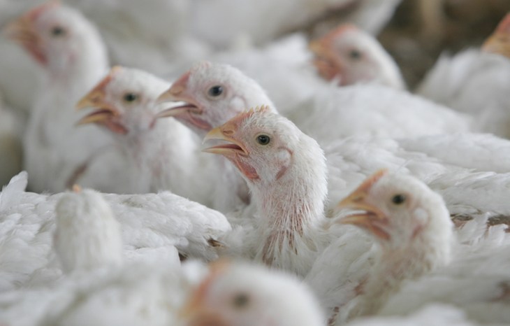 Close Up Of Intensive Broiler Chickens