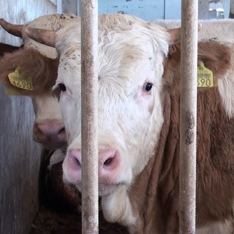 EU’s animals sent to face cruel slaughter in Libya and Lebanon