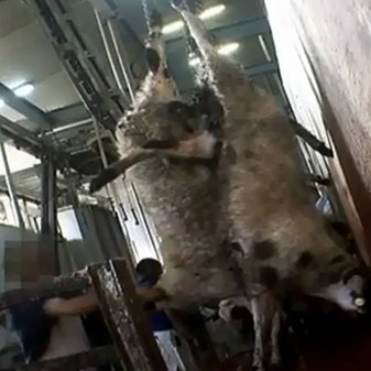 Slaughter investigations